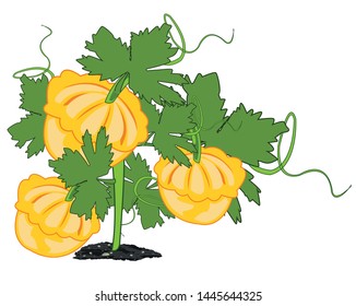 Vegetable squash on white background is insulated