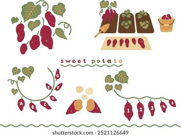 Vegetable sweet potato illustration set