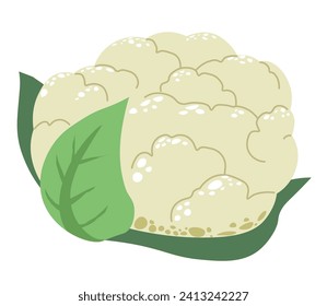 Vegetable with tightly compacted flower buds, cauliflower. Plant with rounded head composed of florets. Source of dietary fiber, vitamins, and minerals for healthy nutrition. Vector in flat style