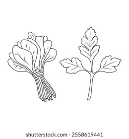 Vegetable drawing​. Two different leaf vector  and illustration 