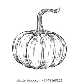 Ilustración de calabaza dibujada a mano lineal en blanco y negro de Vector vegetal