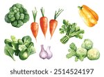 Vegetable Vector Elements, Vegetable Watercolor Illustration isolated on white background