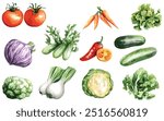 Vegetable Vector Elements, Vegetable Watercolor Illustration isolated on white background