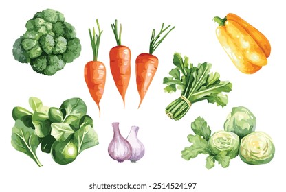 Vegetable Vector Elements, Vegetable Watercolor Illustration isolated on white background