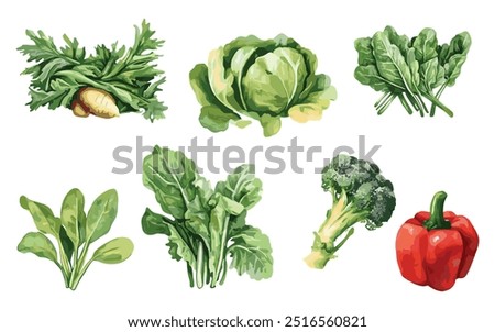 Vegetable Vector Elements, Vegetable Watercolor Illustration isolated on white background