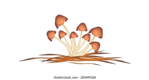 Vegetable, Vector Illustration of A Cluster of Straw Mushrooms on Brown Straw Isolated on A White Background. 