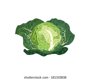 Vegetable, Vector Illustration of Delicious Fresh Green Savoy Cabbage Isolated on White Background. 