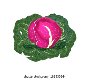 Vegetable, Vector Illustration of Delicious Fresh Purple Cabbage or Red Cabbage with Green Leaves Isolated on White Background. 