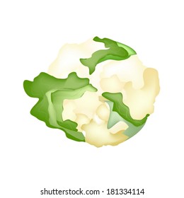 Vegetable, Vector Illustration of Delicious Fresh White Cauliflower and Green Leaf Isolated on White Background. 