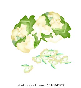 Vegetable, Vector Illustration of Delicious Fresh Cauliflower and Chopped Cauliflower with Green Leaf Isolated on White Background. 