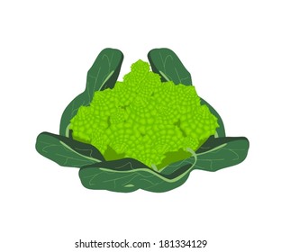 Vegetable, Vector Illustration of Delicious Fresh Green Romanesco Broccoli Cabbage, Fractal Romanesco Cabbage or Roman Cauliflower Isolated on White Background. 