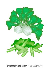 Vegetable, Vector Illustration of Delicious Fresh and Chopped Green Bok Choy, Pok Choi or Pak Choi Isolated on White Background. 