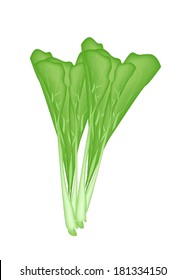 Vegetable, Vector Illustration of Delicious Fresh Green Chinese Cabbage, Bok Choy, Pok Choi or Pak Choi Isolated on White Background. 