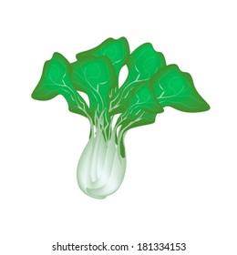 Vegetable, Vector Illustration of Delicious Fresh Green Bok Choy, Pok Choi or Pak Choi Isolated on White Background. 