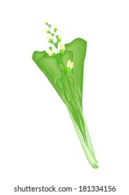 Vegetable, Vector Illustration of Delicious Fresh Green Mustard Plant, Chinese Cabbage, Bok Choy, Pok Choi or Pak Choi with Yellow Flower.. 