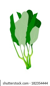 Vegetable, Vector Illustration of Delicious Fresh Green Chinese Kale or Chinese Broccoli Isolated on White Background. 