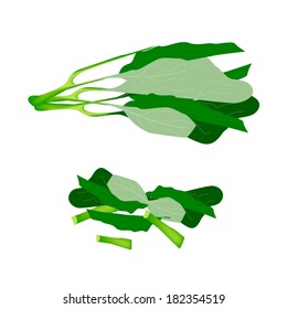 Vegetable, Vector Illustration of Delicious Fresh Green Chinese Kale with Chopped Chinese Kale Isolated on White Background. 