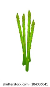 Vegetable, Vector Illustration of Delicious Fresh Green Asparagus or Asparagus Officinalis Isolated on White Background. 