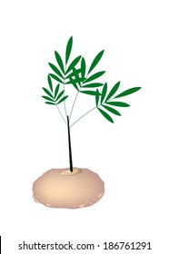Vegetable, Vector Illustration of Elephant Yam, Stanley S Water Tub or Konjac Plant Isolated on White Background. 
