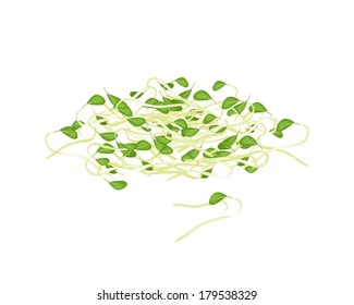 Vegetable, Vector Illustration of Fresh Bean Sprouts or Pea Seedlings With Green Leaves Isolated on White Background. 