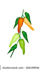 Vegetable, Vector Illustration of Fresh Red, Green, Orange and Yellow Sweet Peppers with Green Leaves on A Branch Isolated on White Background. 