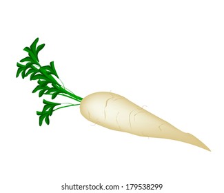 Vegetable, Vector Illustration of Fresh White Radish or Daikon Radish Isolated on White Background 