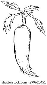 Vegetable, Vector Illustration of Fresh White Radishes or Daikon Radishes