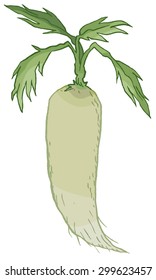 Vegetable, Vector Illustration of Fresh White Radishes or Daikon Radishes
