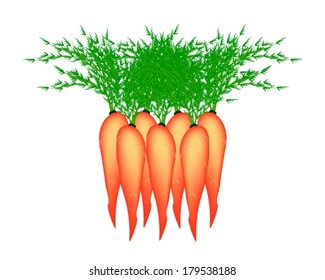 Vegetable, Vector Illustration Group of Fresh Orange Carrot with Leaves Isolated on White Background 