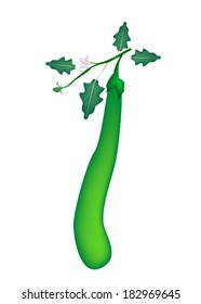 Vegetable, Vector Illustration of Long Green Brinjal or Long Green Eggplant Hanging on A Vine Isolated on White Background. 