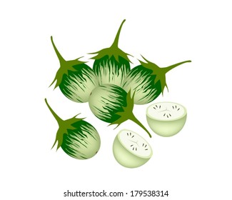 Vegetable, Vector Illustration of Long and Slices Fresh Cockroach Berry or Green Eggplant Isolated on White Background 
