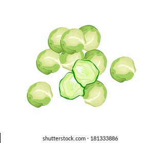 Vegetable, Vector Illustration A Pile of Delicious Fresh Green Brussels Sprout Isolated on White Background. 