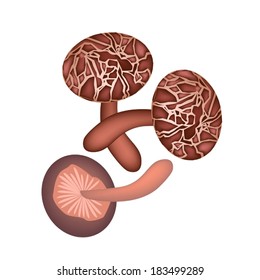 Vegetable, Vector Illustration of Three Shiitake Mushrooms or Lentinula Edodes Mushrooms Isolated on A White Background. 