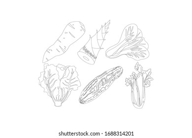 Vegetable Vector Outline Design Illustration Bundle