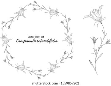 vegetable vector set of Campanula rotundifolia