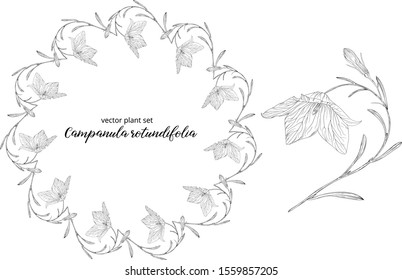 vegetable vector set of Campanula rotundifolia