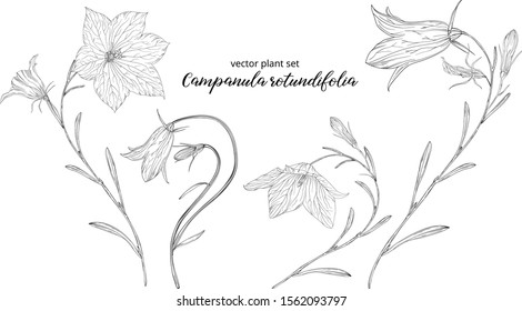 vegetable vector set of Campanula rotundifolia
