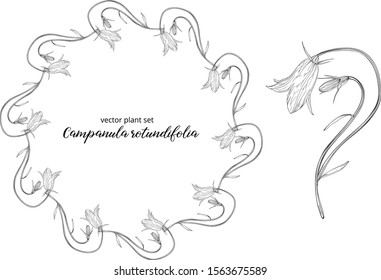 vegetable vector set of Campanula rotundifolia