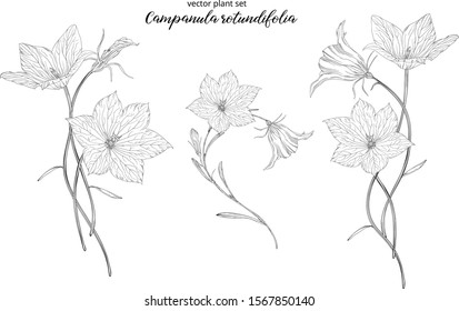 vegetable vector set of Campanula rotundifolia