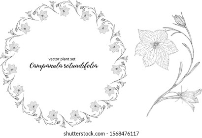 vegetable vector set of Campanula rotundifolia