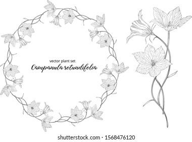 vegetable vector set of Campanula rotundifolia