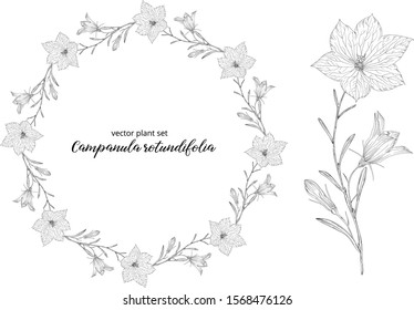 vegetable vector set of Campanula rotundifolia
