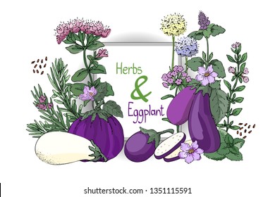 Vegetable vector set with cooking spicy herbs and eggplant. Rosemary, thyme, mint, oregano, melissa (sweet-Mary) with stems, branches, leaves and flowers. White and purple eggplants.