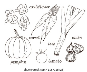 Vegetable vector set, hand drawn collection: pumpkin, tomato, carrot, onion, cauliflower, leek with text