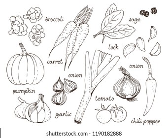 Vegetable vector set, hand drawn food background with: tomato, carrot, pumpkin, onion, broccoli, leek, garlic, chili pepper, herbs