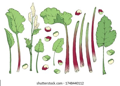 Vegetable vector set with rhubarb. Fresh pieplant with green leaves, green and red stems, white and pale yellow flowers, whole and cut into pieces. Also finger of rhubarb. Isolated elements on white.