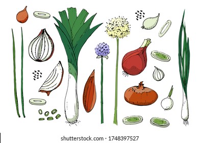 Vegetable vector sketch. A set of onion of different types. Isolated onions, chives, allium schoenoprasum, leeks. Whole and cut into slices. Green tops, yellow and purple flowers and black seeds.