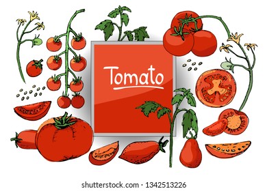 Vegetable vector sketch. A set of tomatoes of different types. Isolated tomato, cut into slices and cherry tomatoes. Red fruits, green tops, yellow flowers and seeds. Lettering tomato in the center.