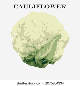 Vegetable white cauliflower. Cauliflower isolated on white background. Organic food. Vector illustration in a flat style. in a watercol