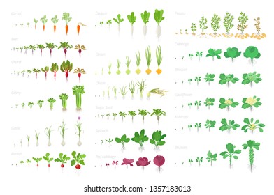 Vegetables agricultural plant, growth big set animation. Vector infographics showing the progression growing plants. Growth stages planting. Carrots celery garlic onions cabbage potatoes and many